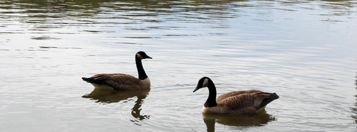 Two geese